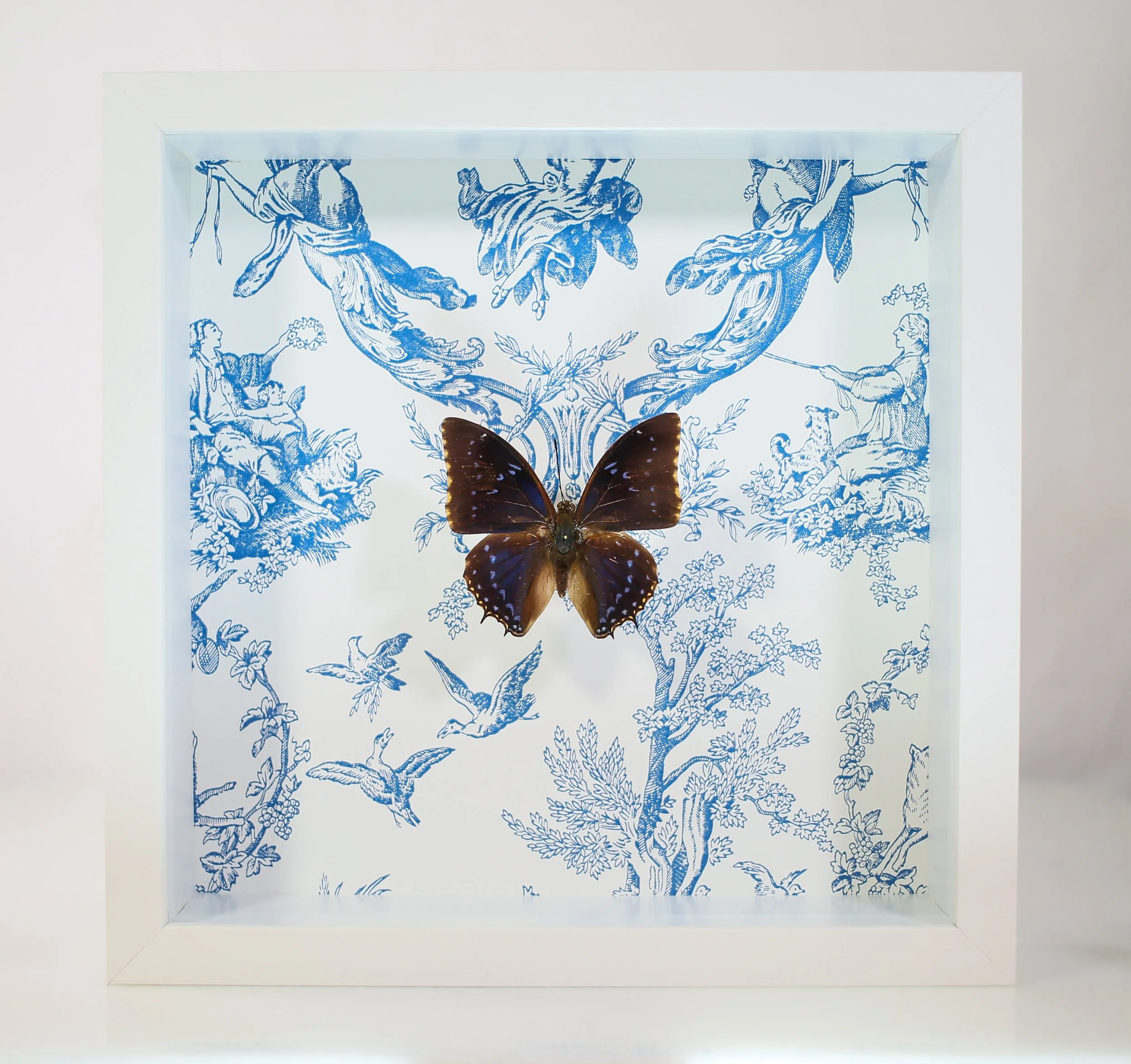Blue Charaxes Butterfly