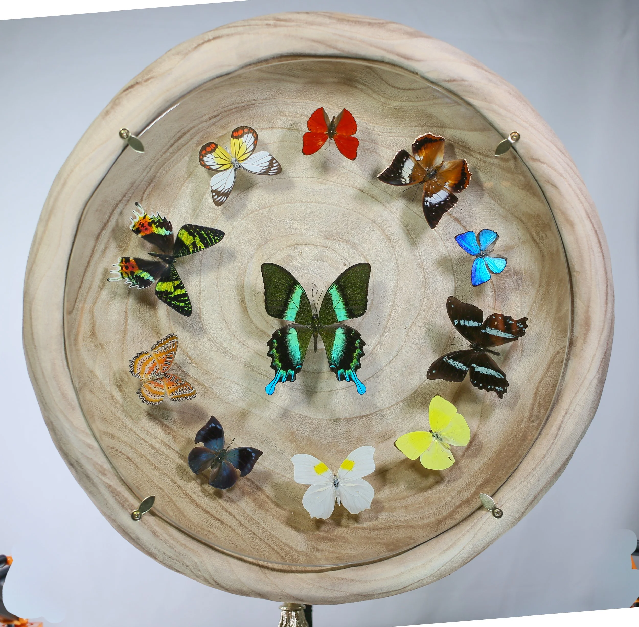 Butterfly Composition