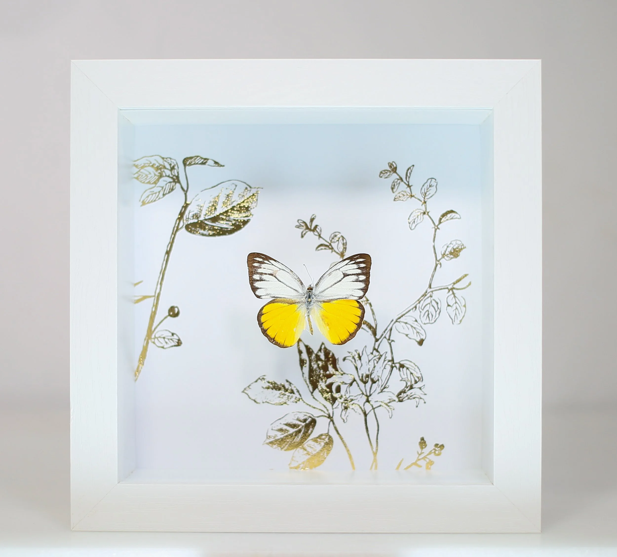 Orange Gull Butterfly