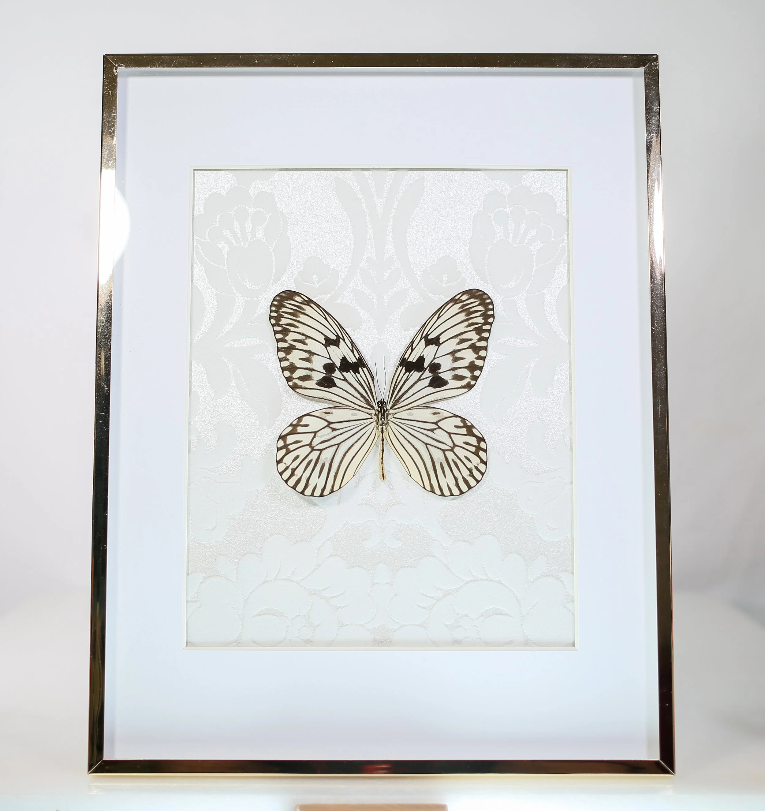 Giant Rice Paper Butterfly