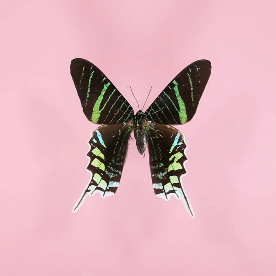 GL9A5100.jpg