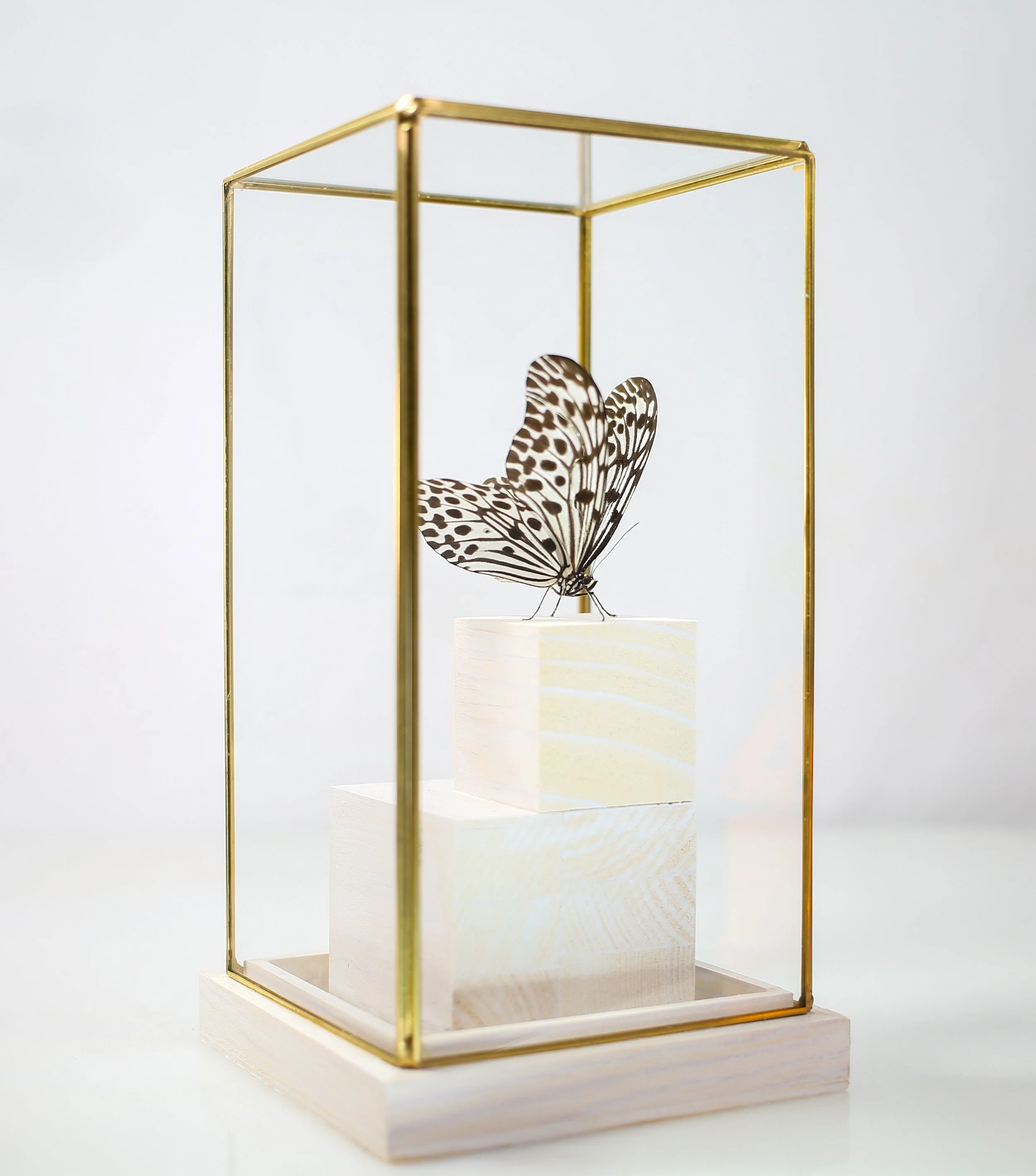 Tree-Nymph Butterfly