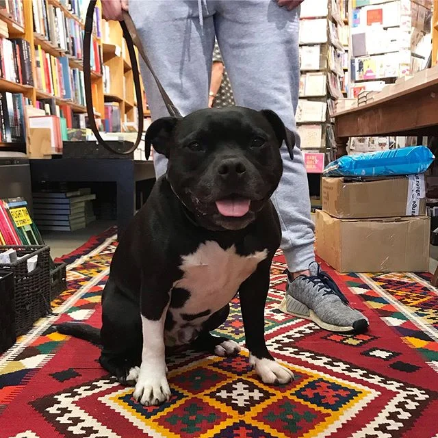 Happy staffy, Mr. Winston. #dogsattimeout