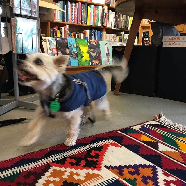 Baxter in motion 💨
#dogsattimeout