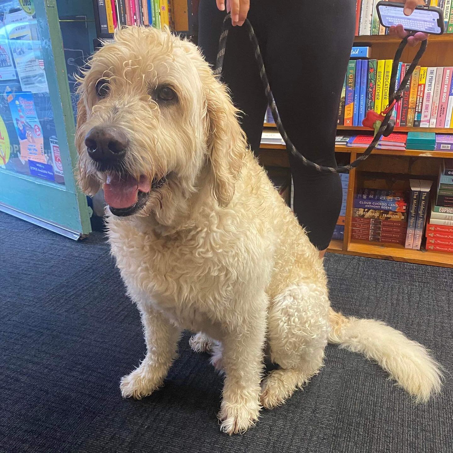 We had visits from Rosie, Winnie and Ted this week 🐶 
*
*
*
*
*
#dogsattimeout #books #bookstagram #bestseller #booklover #mustread #bookworm #newbook #newzealand #bookshop #reading