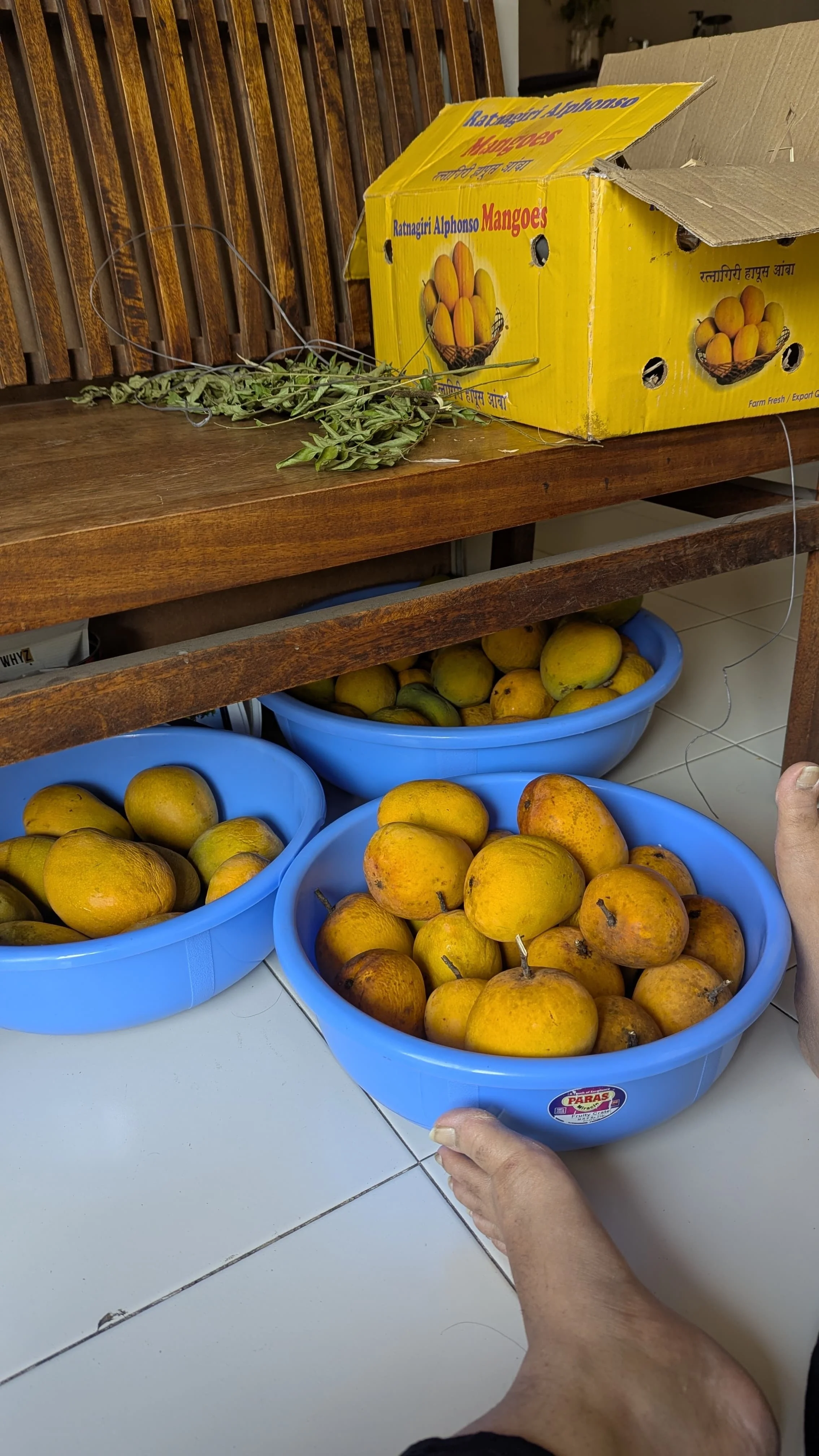 Several blue buckets filled with yellow and orange fruits, possibly mangoes, placed on a tiled floor; a person's legs are visible in the foreground. In the background, there is a wooden table with a cardboard box labeled 'Mangoes' and some dried leaves.