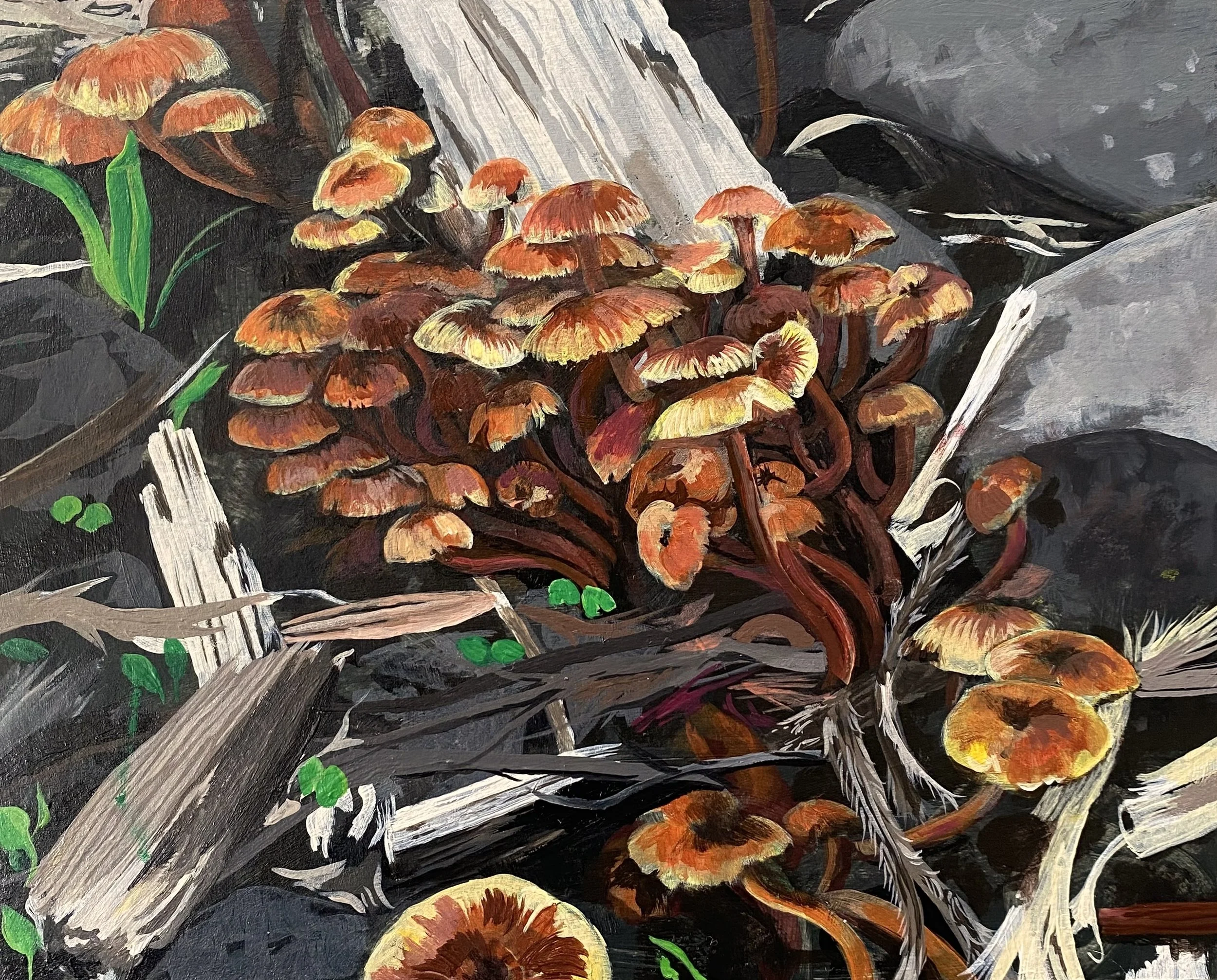 Mushrooms in BC (2025)
