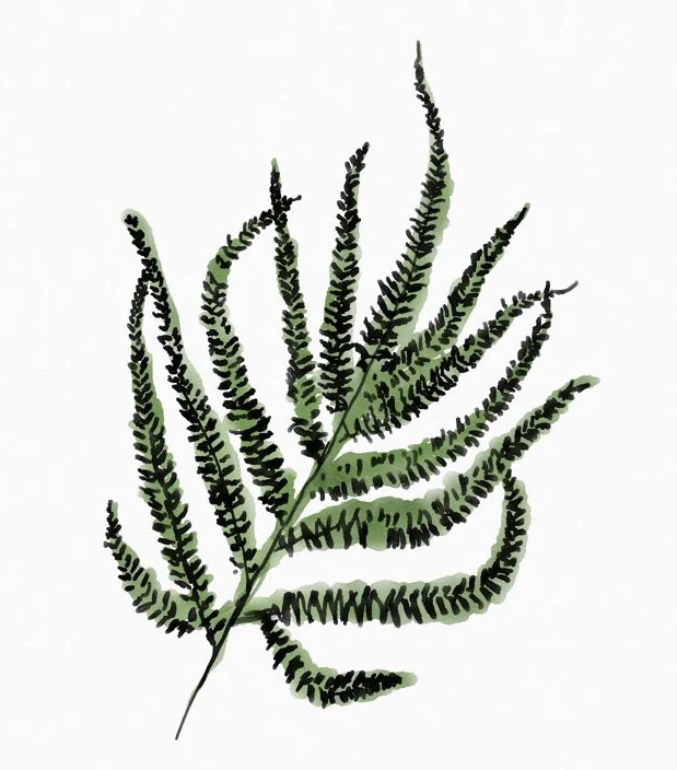 Fern.JPG