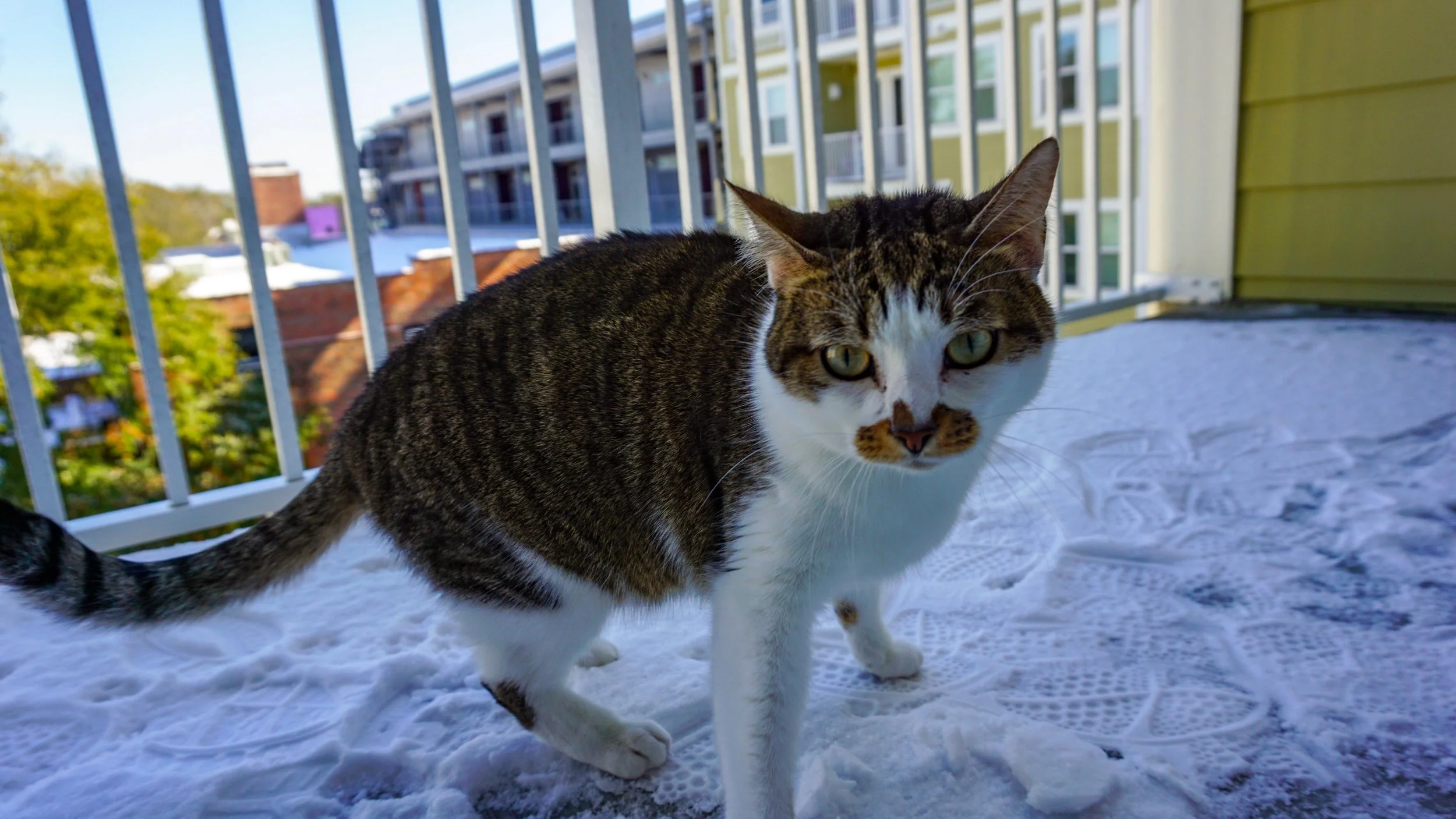 CRAIGARINA DID NOT LIKE THE SNOW