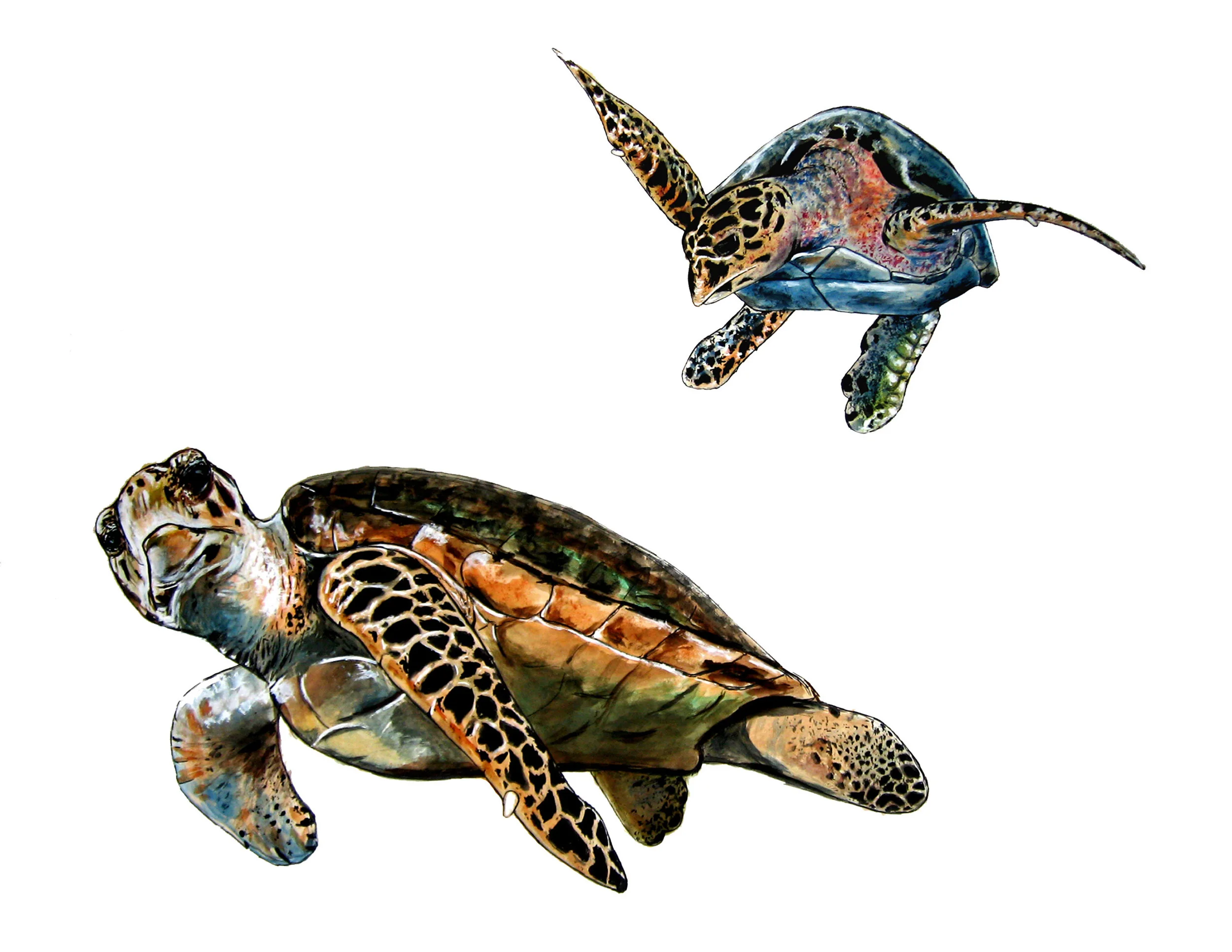 Hawksbill Turtles.jpg