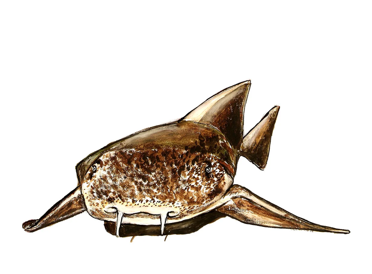 Nurse Shark.jpg