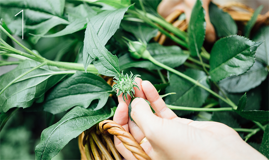 植物を採集します。