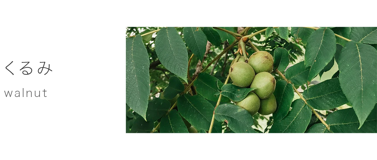 くるみ