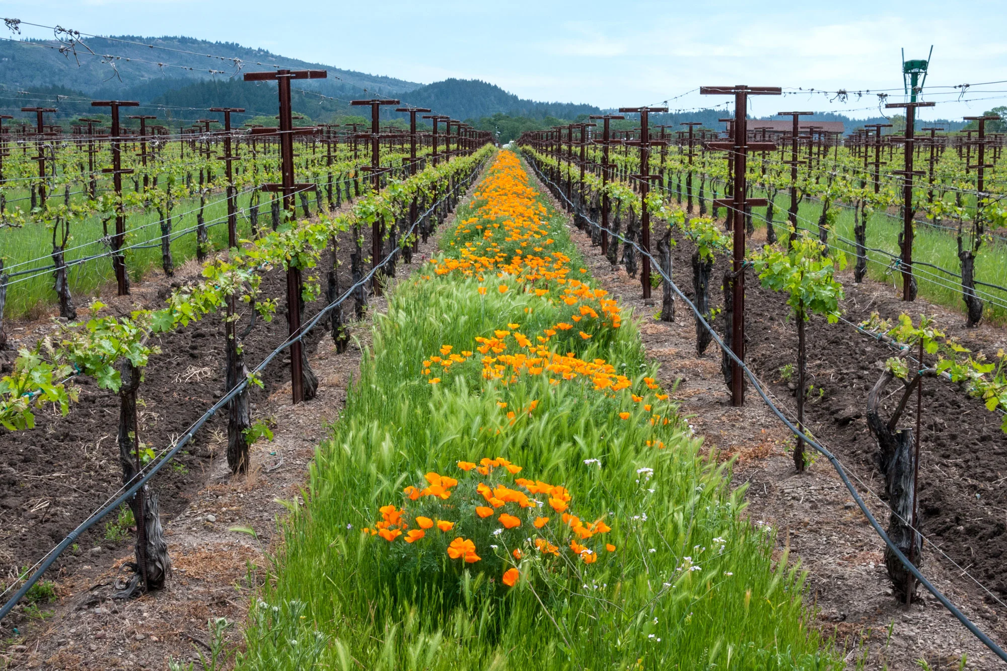JoyridesofAmerica_1100483_poppies.jpg