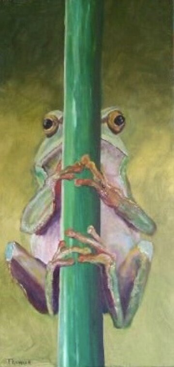 Serious Frog SOLD