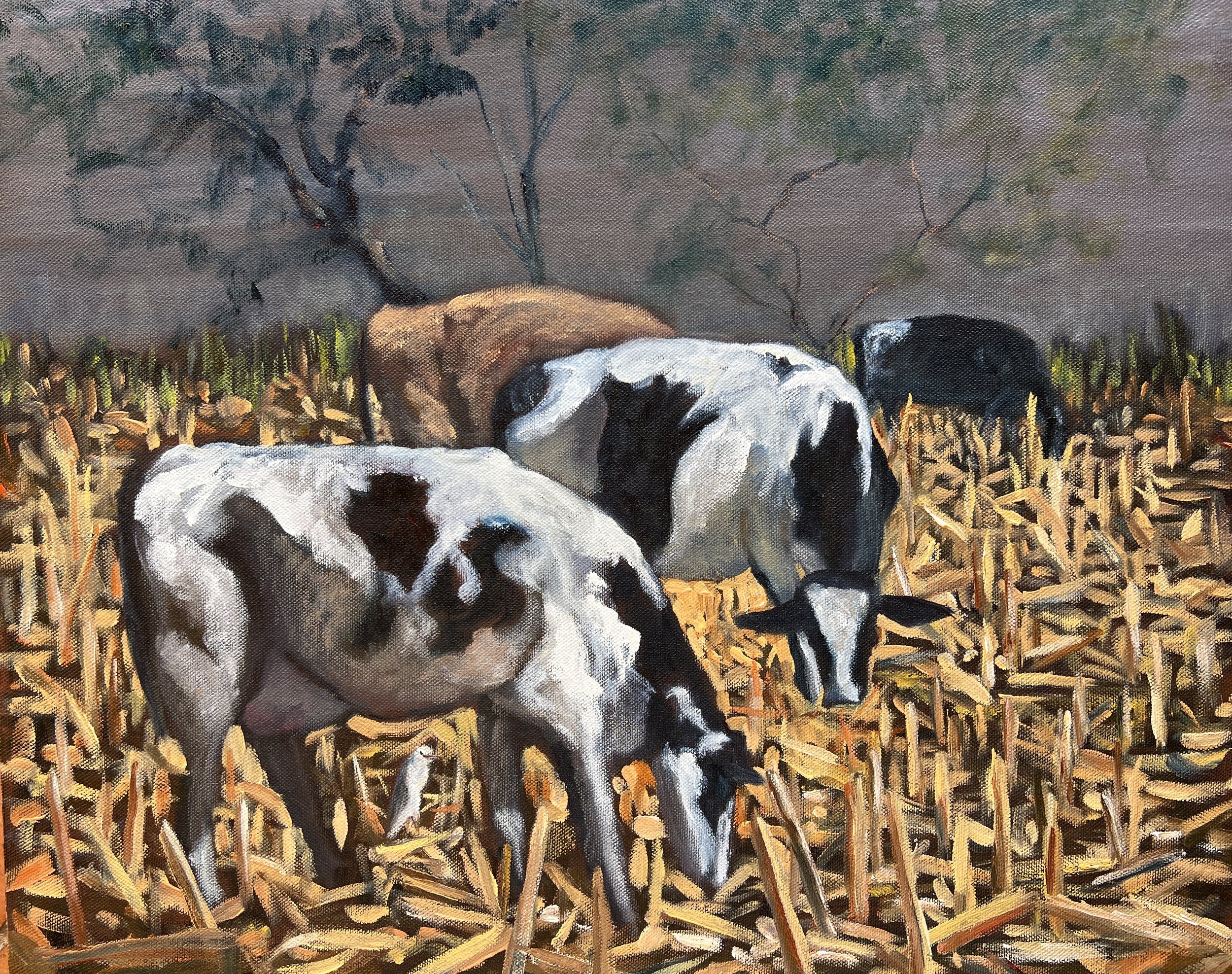 Cows in the Cornstalks 20"x16" Oil, $960