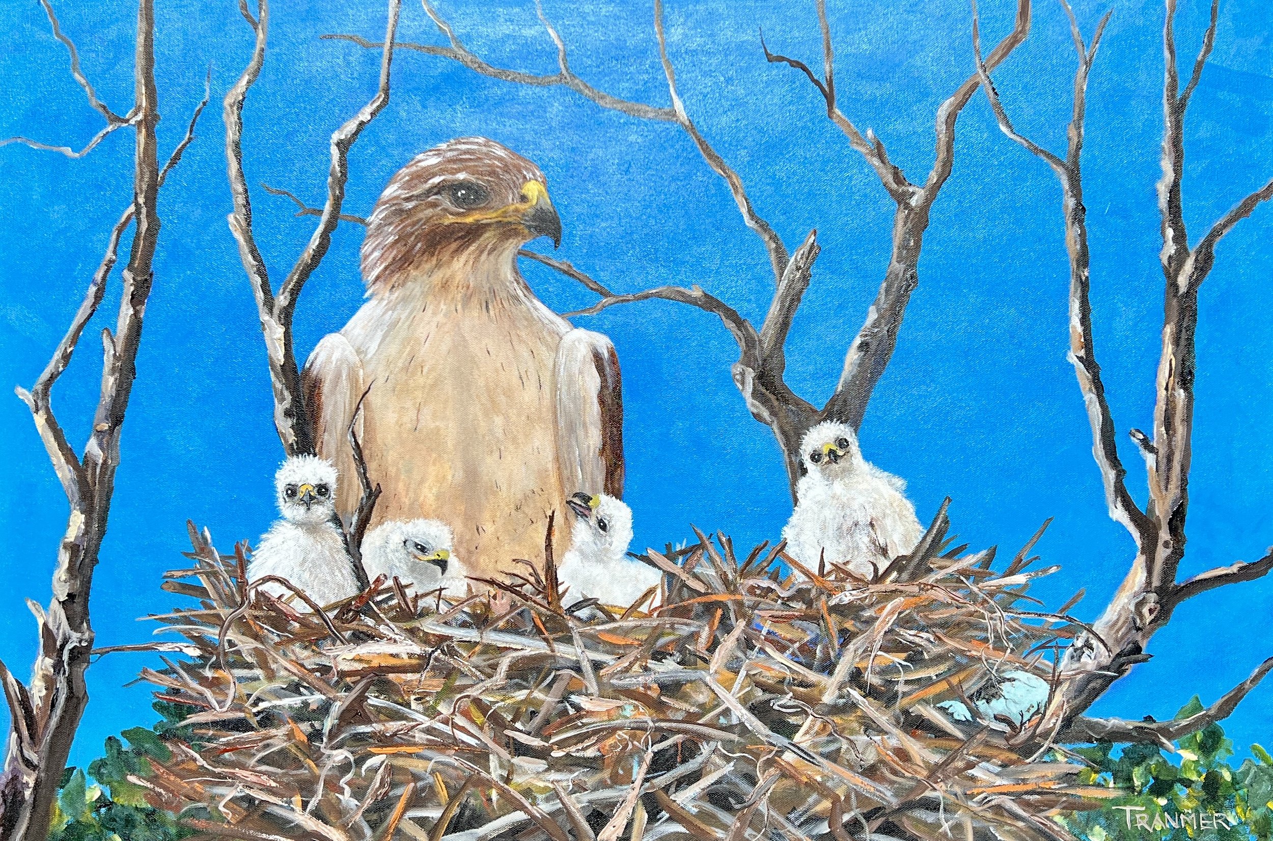 Red Tailed Hawk. SOLD