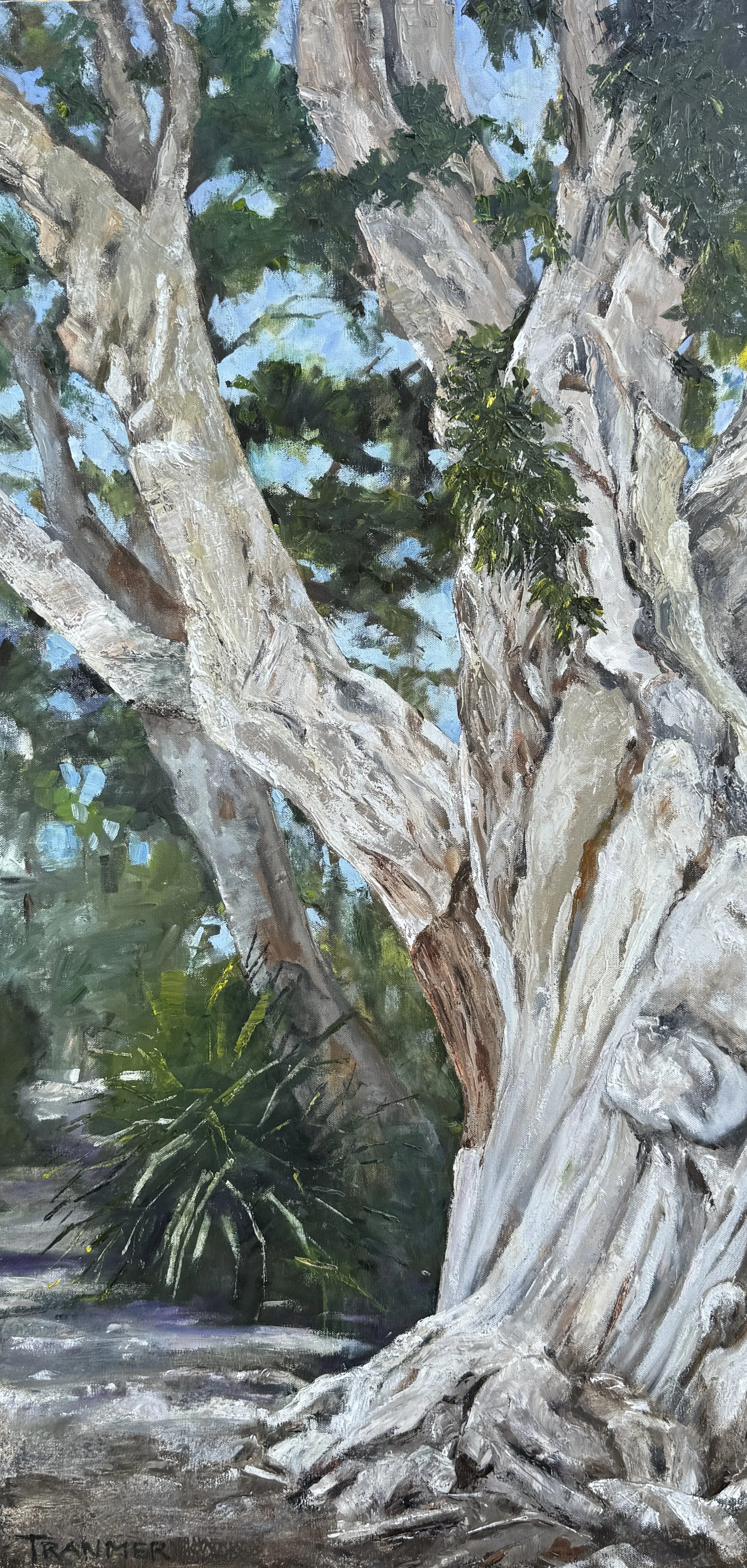 Old Eucalyptus. 48:x24: $5000. oil