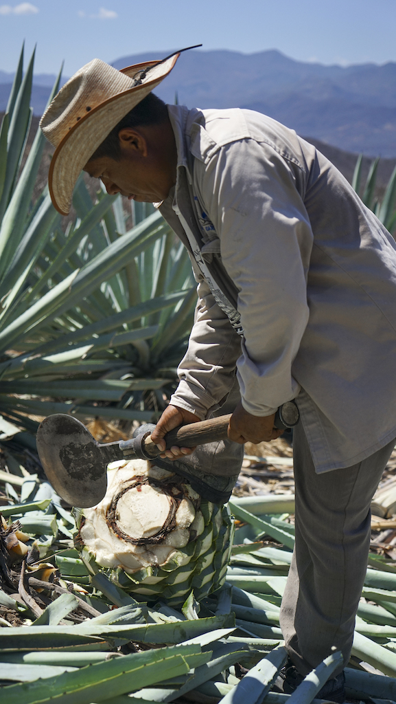 A round sharp spear is used to slit the agave´s roots and finish off cleaning their bases. 