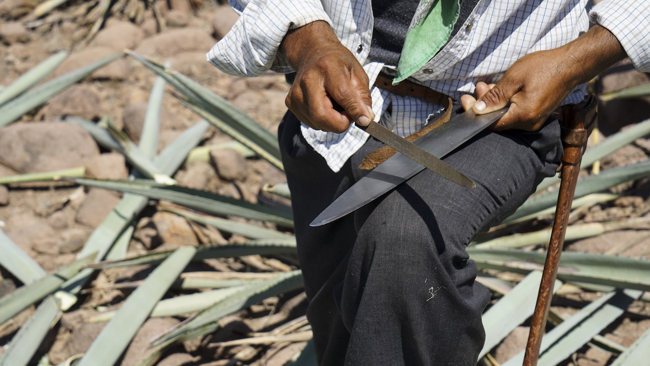 Carefully sharpening the machete just before harvesting agaves. 