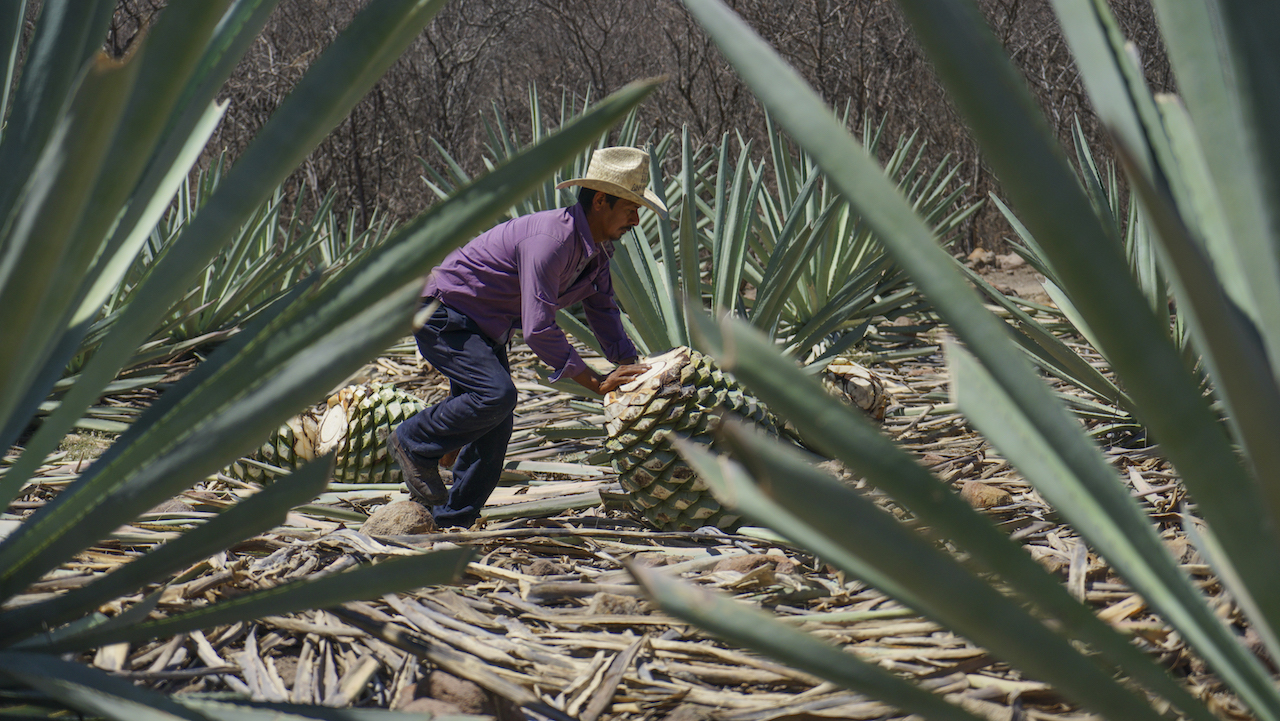 Clean agave hearts can weigh more than 60 kgs each. Many of them are harvested deep into the mountains, where not even horses or donkeys can help. 