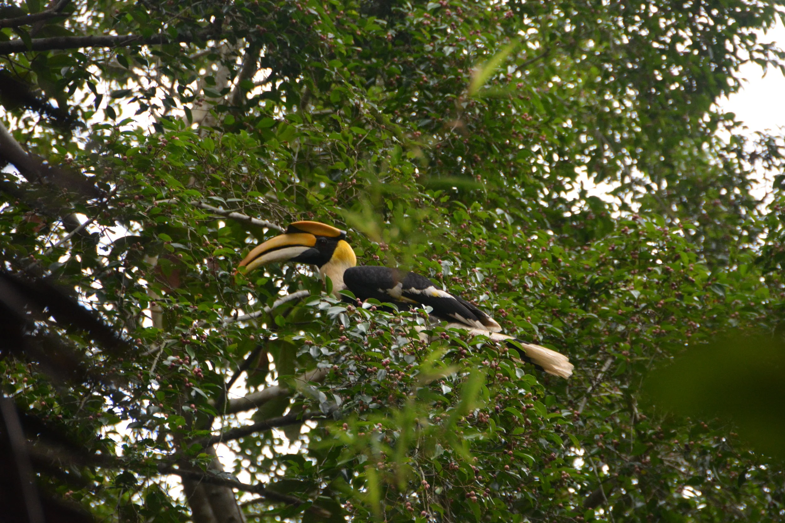 DSC_4366 copy.JPG