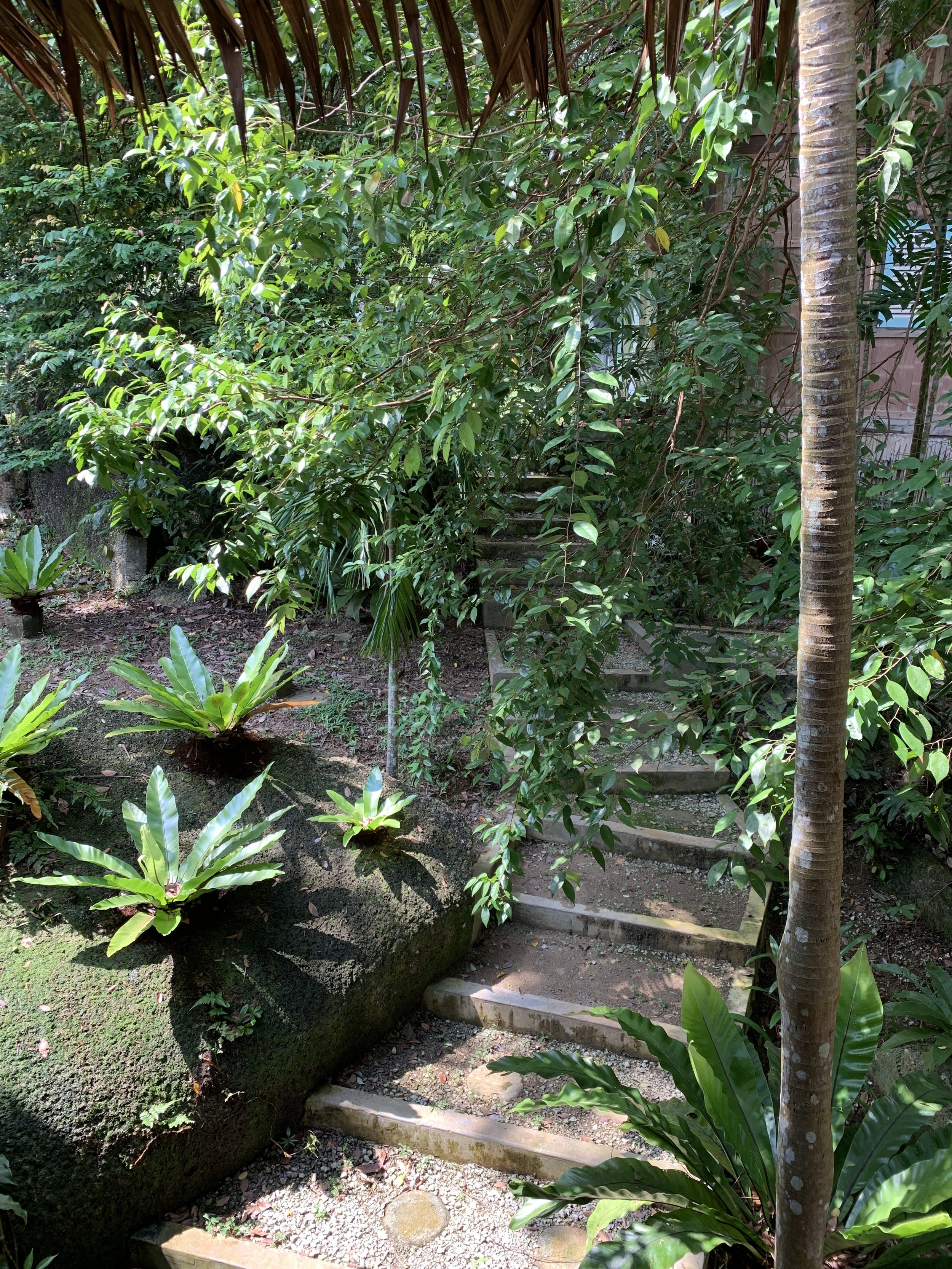 Tiger Rock. Steps to the Studio. Tropical rainforest holiday.