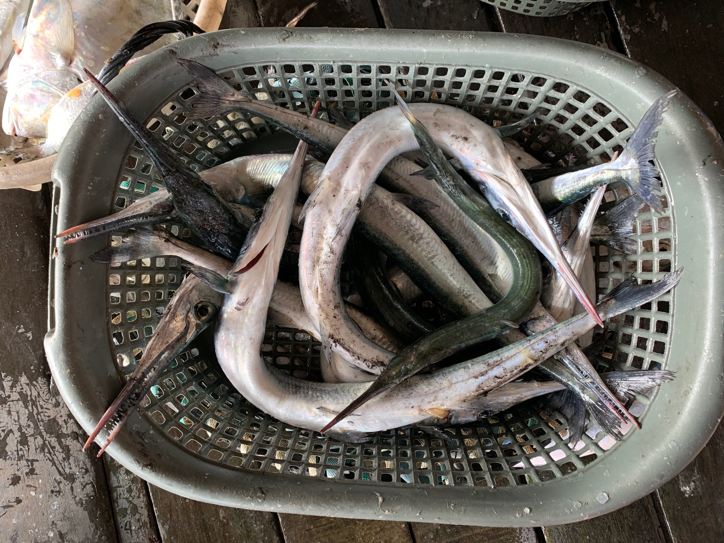 Baskets of fresh fish being sorted on the jetties as the fishing boats come in