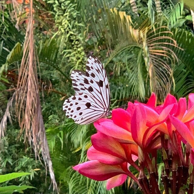 Wishing everyone a &lsquo;Selamat Hari Raya&rsquo; from our jungle cocoon! May your family be well &amp; safe!  We hope to welcome you all soon! .
.
.
#tigerrockmalaysia #seeyousoon #keepsafe #junglecocoon #junglehideaway #islandandjungle #opensoon #