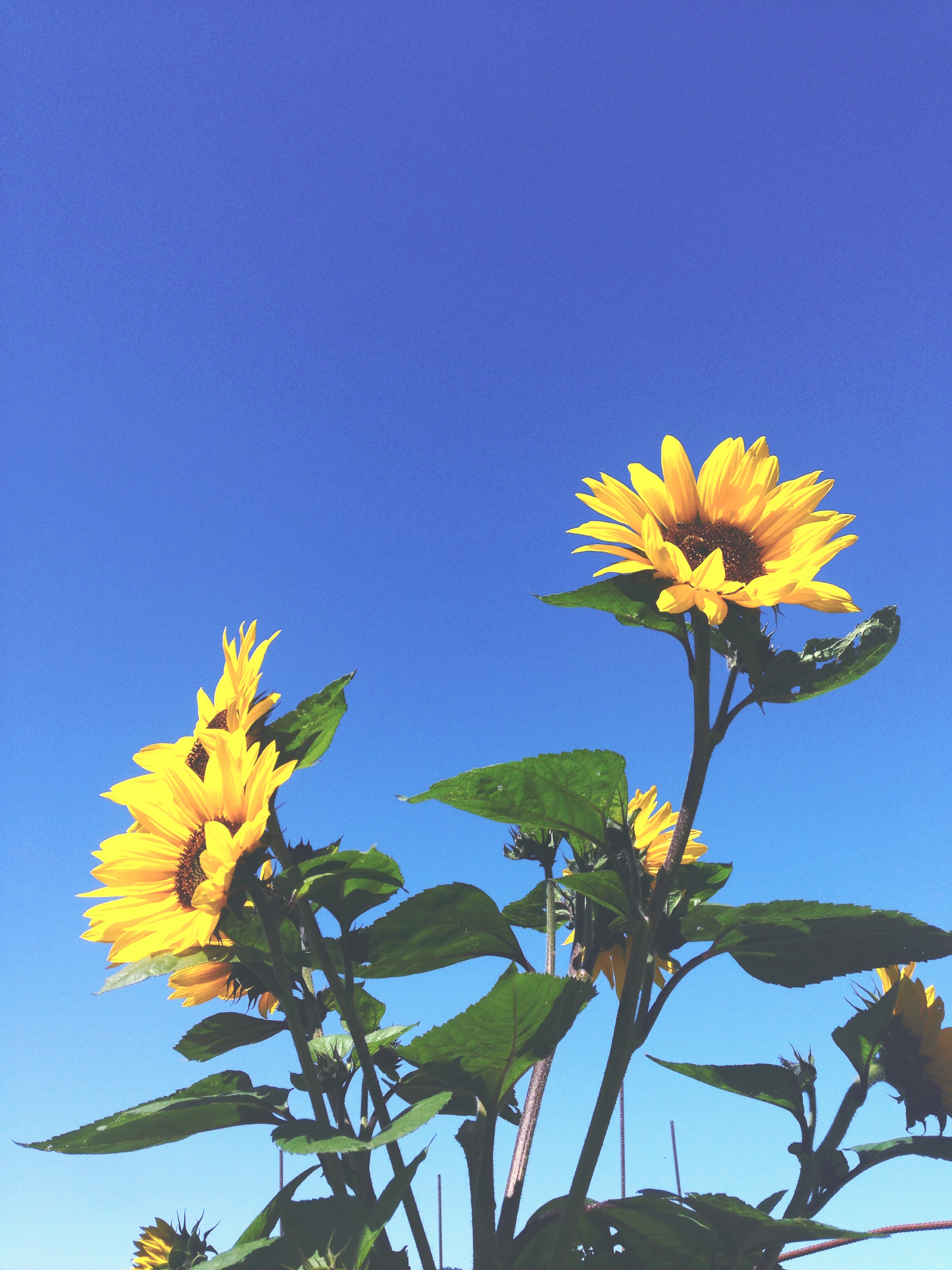 How many ways to tell you that there is nothing better than this moment. Nothing better than sunflowers blooming while watching fog slowly clear overhead. Nothing better than hands wrung dry from sun baked soil and the smell of your skin after hours in the wind. Don't forget, don't forget, don't forget. 