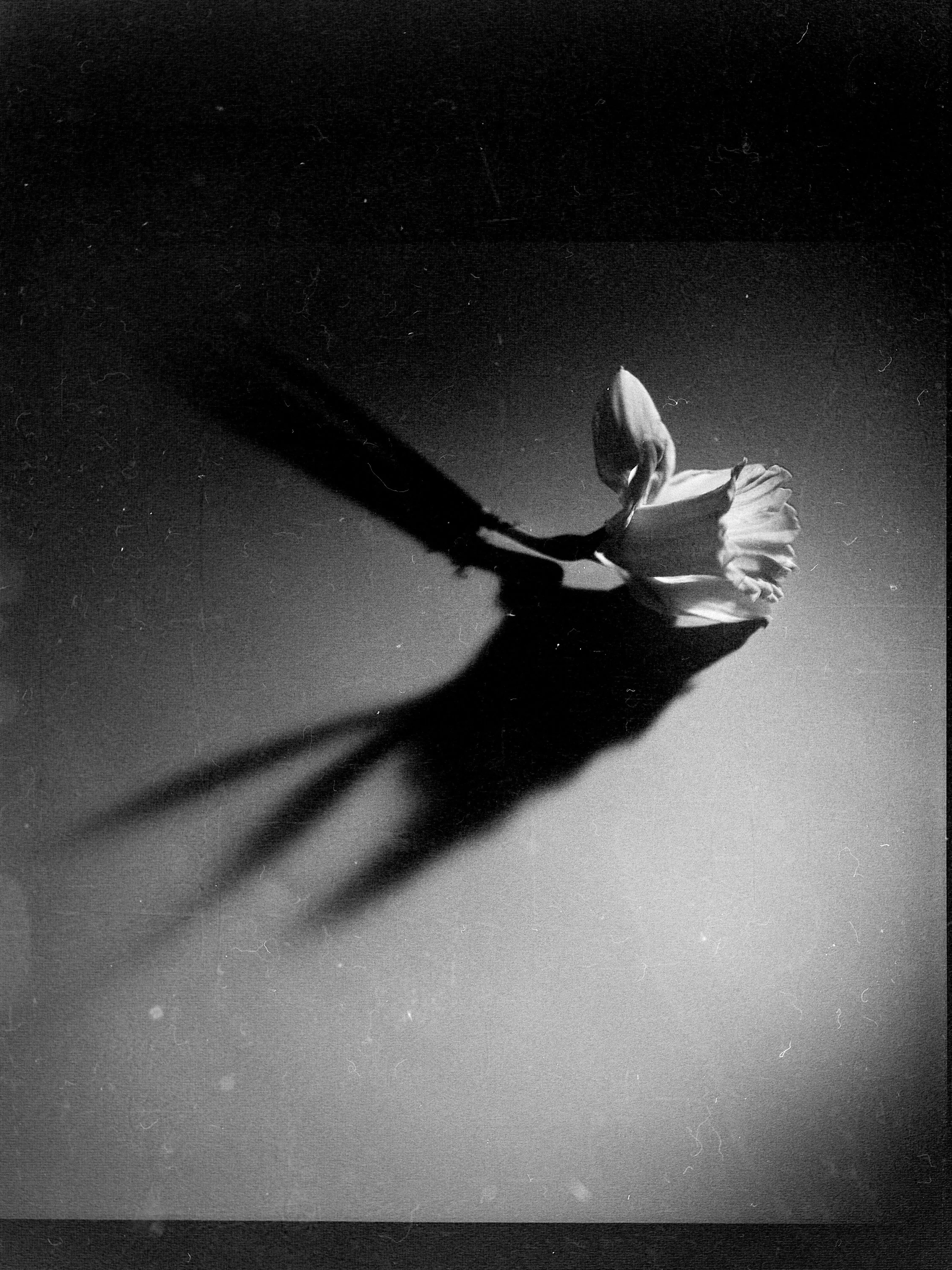 Kentmere 100-1568.jpg