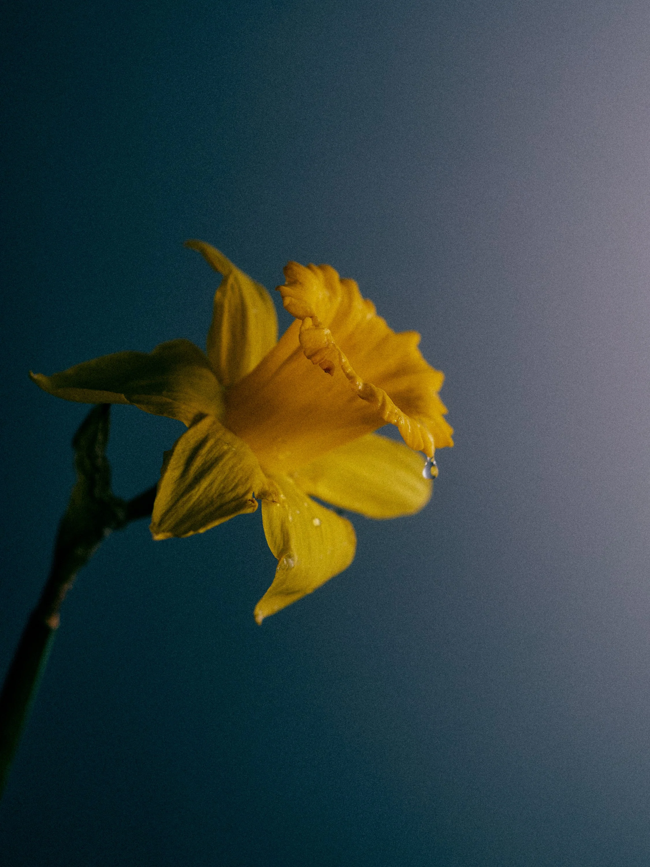 20260313 Macro1479.jpg