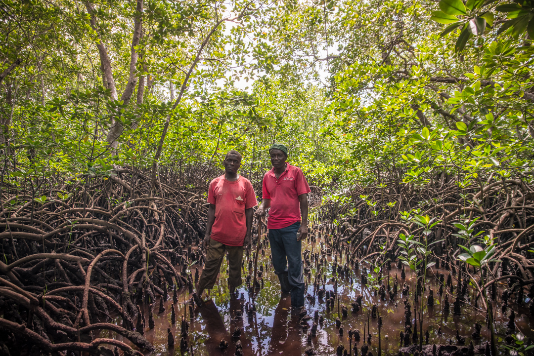 Benthic Mangrove - WIOMSA NGO