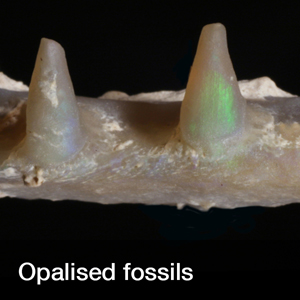 opalised_fossils_widget.jpg