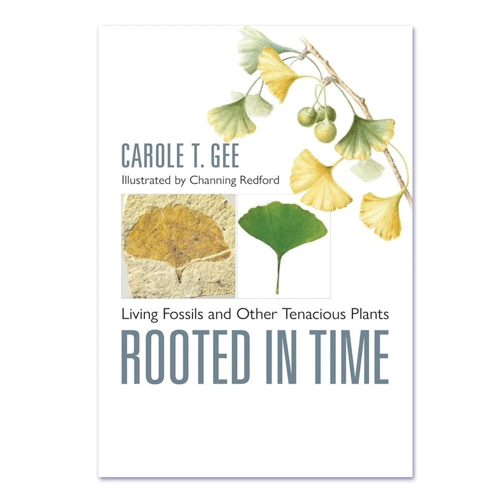Living Fossils and Other Tenacious Plants - Rooted in Time