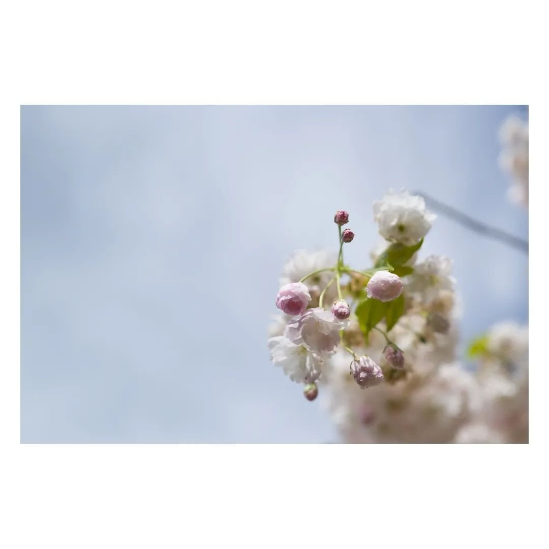 Yep, it's that time of year again.. This beauty is only in full bloom for such a fleeting moment....

#photography #eastlondonphotographer #photooftheday #E17 #blossom #cherryblossom #spring