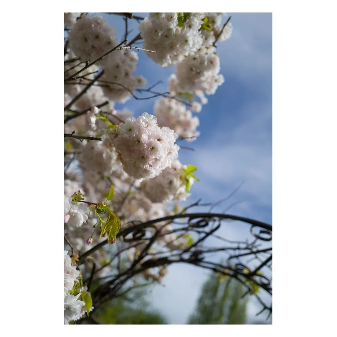 More photos of my favourite tree in the garden!

#photography #eastlondonphotographer #photooftheday #E17 #blossom #cherryblossom #spring
