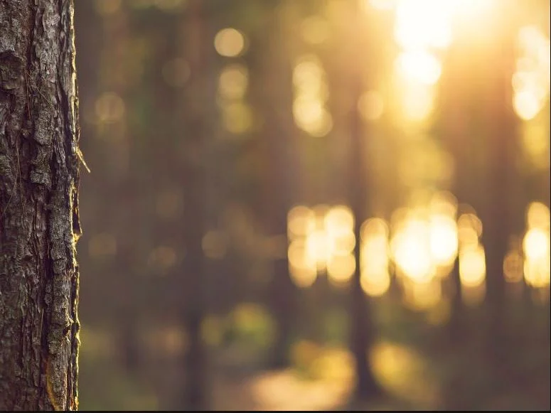 Cover pic - Copy.JPG