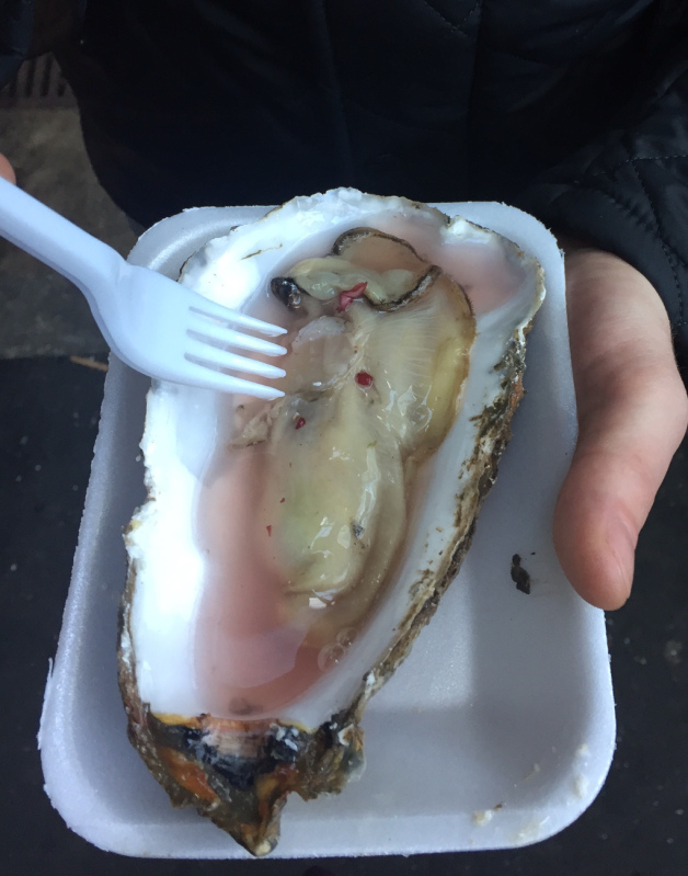 oyster the approximate size of an 8-year-old child