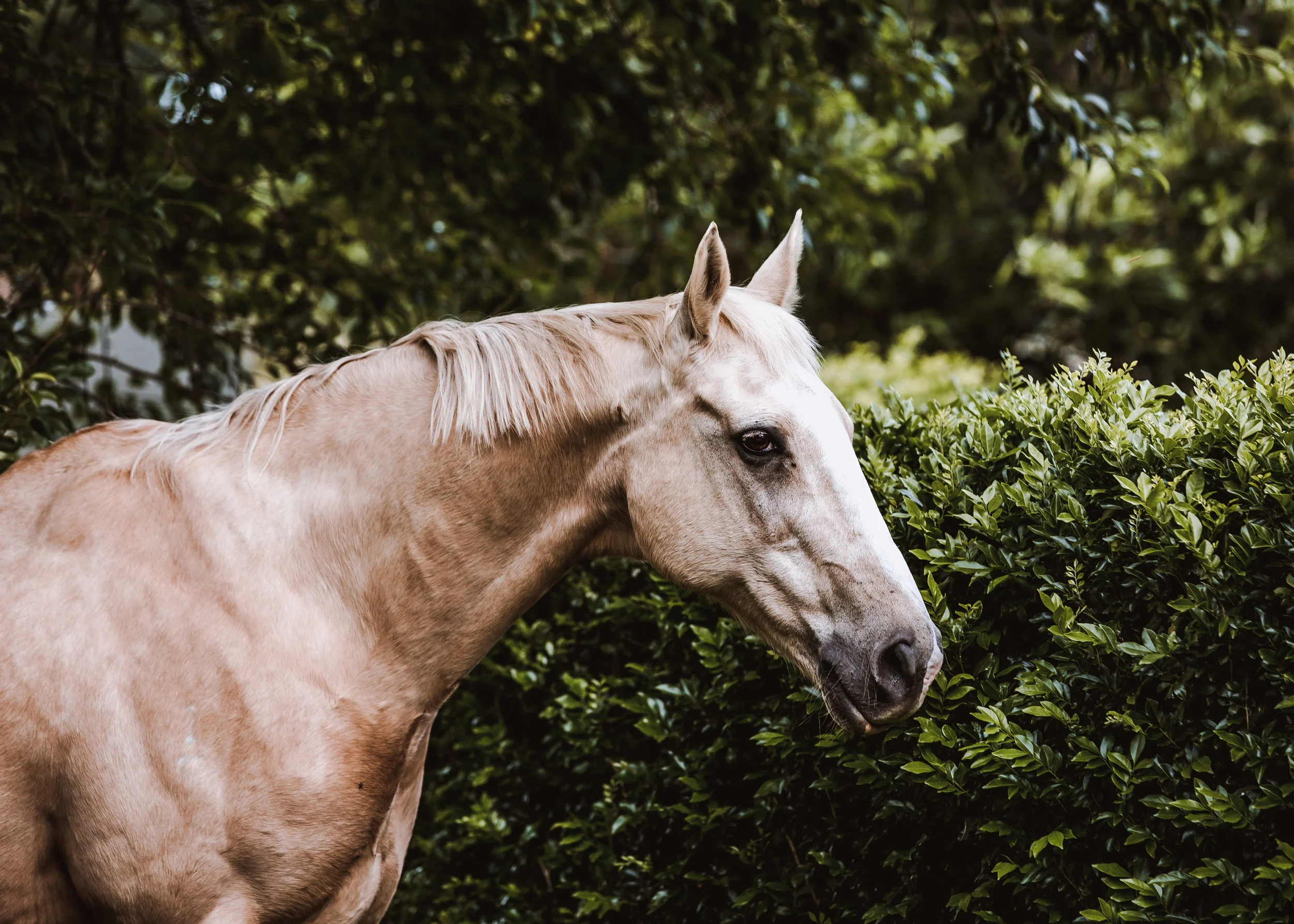 Horses-3.jpg