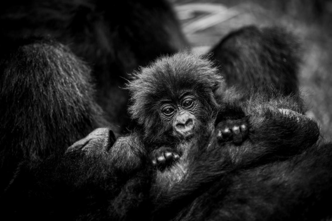 Rwanda - Gorillas 1.jpg