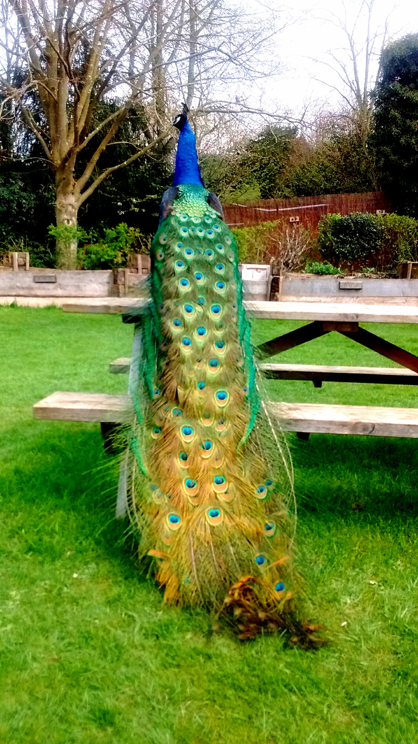 Peacock(enhanced).jpg
