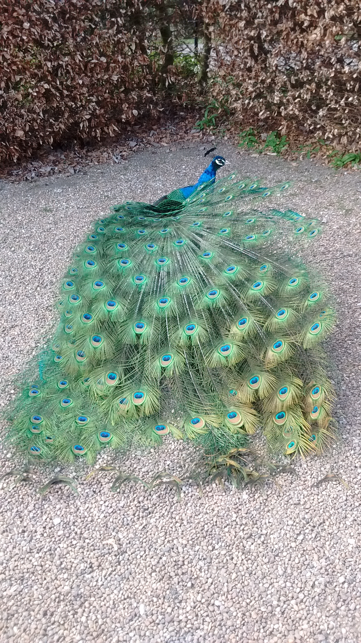 peacock3.jpg