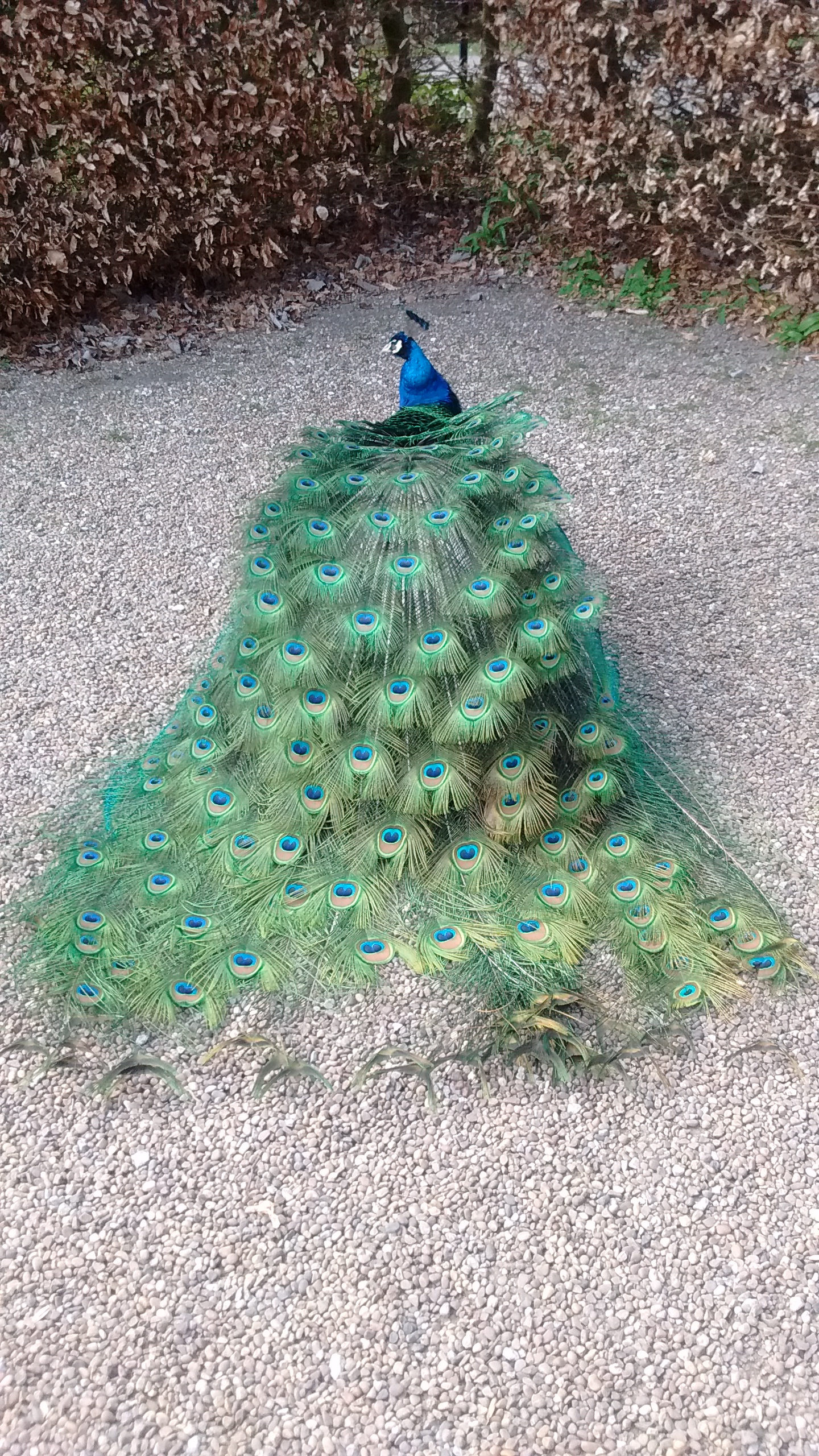 peacock4.jpg
