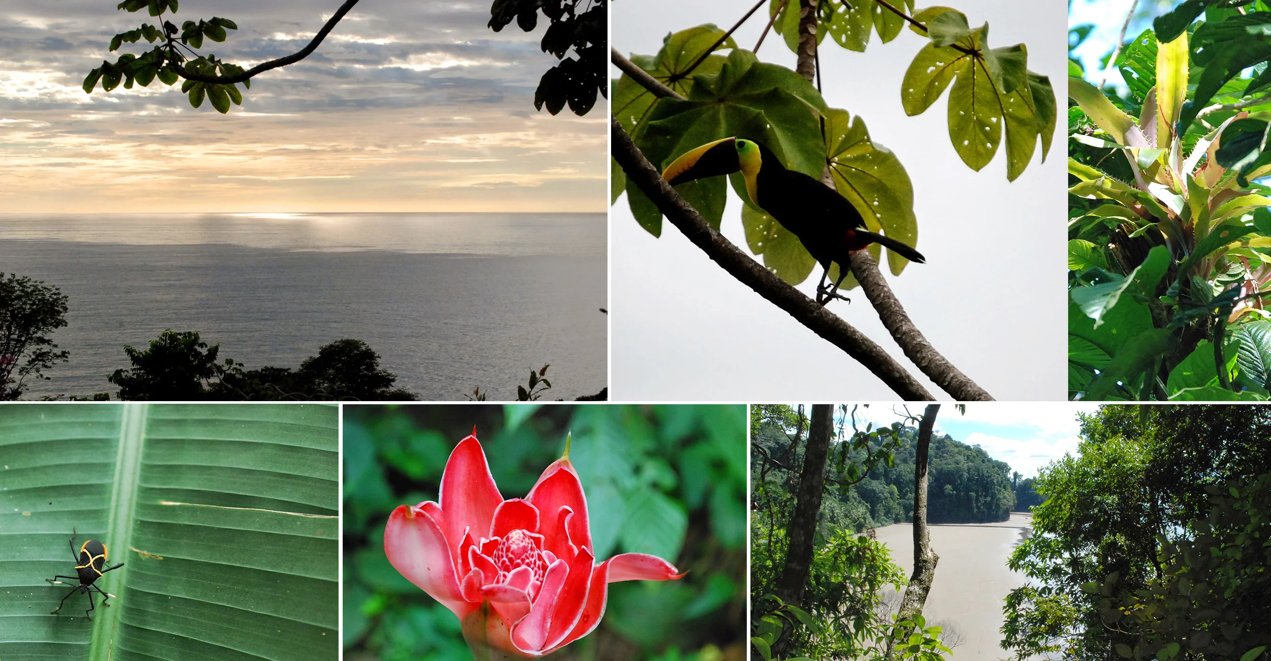 A view from La Cusinga Eco Lodge , and some of the flora and fauna in the surrounding rainforest. All Photography: Michelle Fehler . 