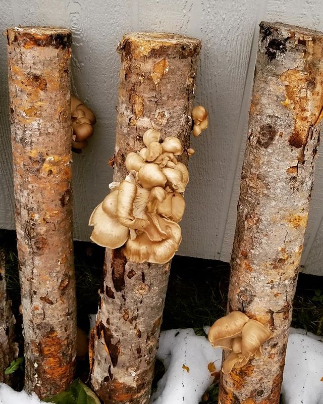 Our mushroom logs are sprouting! Shitake and oyster mushrooms. 🍄

What should we cook with these?

#growyourown #mushrooms #oystermushrooms #shitakemushrooms #shitake #natoaganegcfc #natoaganeg #goodfoodeg #goodfood #fungi