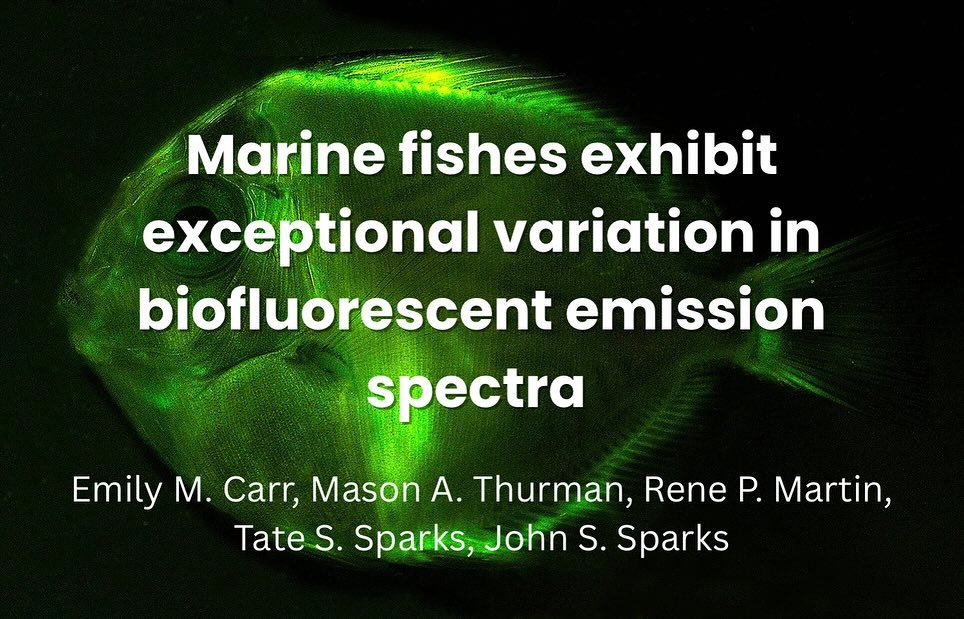 Another new publication from our PI, Dr. Rene Martin @lampichthys!

This study investigates the variation in fluorescence emission spectra across 18 distinct marine teleost families. It finds biofluorescence in marine teleosts to be more variable tha