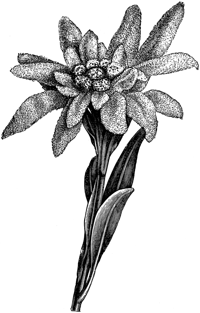 82399_edelweiss_2_md.gif