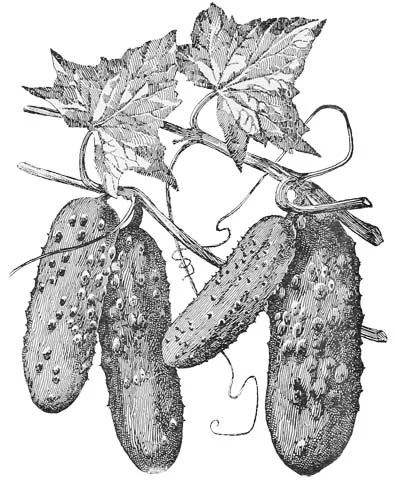 cucumber.jpg