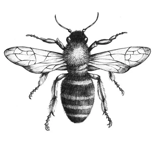 abeja.jpg